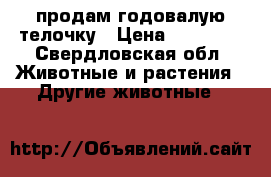 продам годовалую телочку › Цена ­ 30 000 - Свердловская обл. Животные и растения » Другие животные   